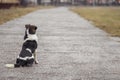 A stray dog Ã¢â¬â¹Ã¢â¬â¹sits on a long road and looks into the distance waiting for the owner Royalty Free Stock Photo